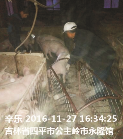 美高梅MGM1888仔猪浓缩料（H208）的实证案例一